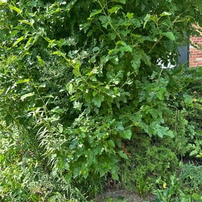 Bush Trimming by MPV Landscaping reviewed on August 17, 2025