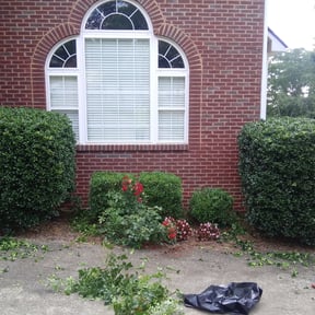 Bush Trimming by Clear Cut Lawn and Landscape reviewed on August 13, 2025