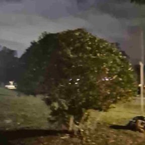 Bush Trimming by Keen Masonry reviewed on December 10, 2025