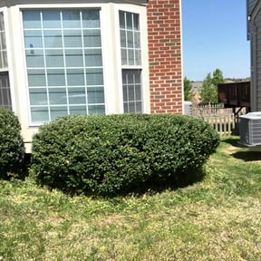 Bush Trimming by (PFGS) PO FOLKZ GARDEN Services reviewed on August 19, 2025