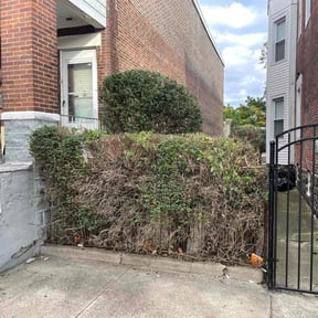 Bush Trimming by Pand c co reviewed on August 19, 2025