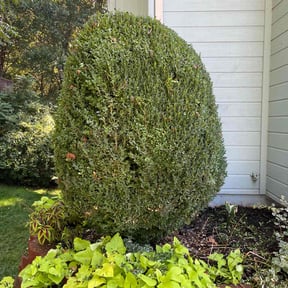 Bush Trimming by Cardinal lawn care and maintenance LLC reviewed on October 23, 2025