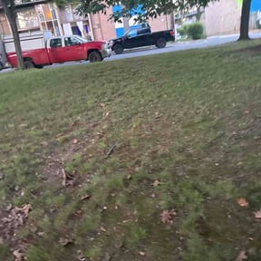 Leaf Removal by M &amp; K land care reviewed on June 9, 2026