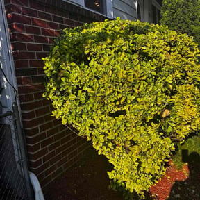 Bush Trimming by Ceaser landscaping. reviewed on April 20, 2026