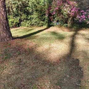 Bush Trimming by Noah's Ark reviewed on September 10, 2024