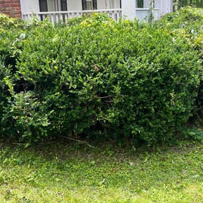 Bush Trimming by Lindsay’s lawncare reviewed on August 16, 2025