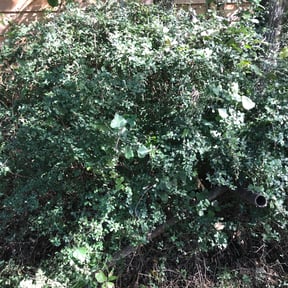 Bush Trimming by MLB detailing LLC reviewed on August 15, 2025