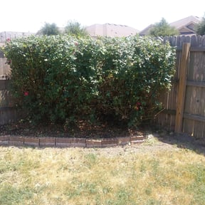 Bush Trimming by Real Deal Lawn Care LLC reviewed on August 15, 2025