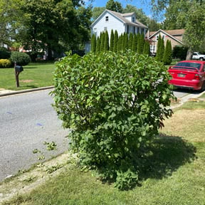 Bush Trimming by Total Property Maintenance L.L.C. reviewed on August 19, 2025