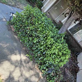 Bush Trimming by Paz Lawn Services reviewed on August 15, 2025