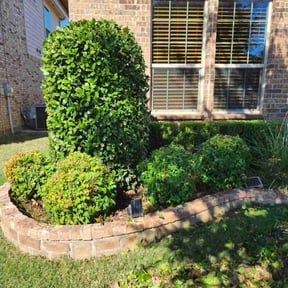 Bush Trimming by TLG LAWN SERVICE  reviewed on November 7, 2025