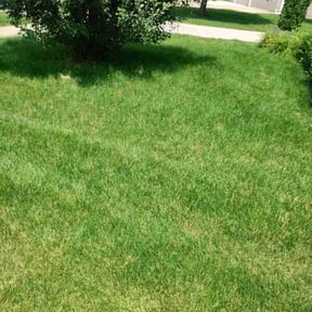 landscaping by Daves Lawn Care reviewed on August 15, 2025