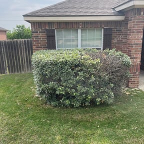 Bush Trimming by Armando’s Landscaping reviewed on November 18, 2025