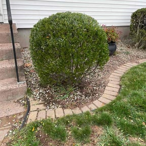 Bush Trimming by Landscape by design reviewed on August 11, 2025