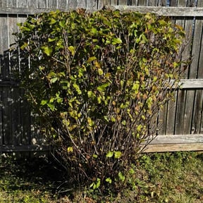 Bush Trimming by Navarro Land Care reviewed on November 24, 2025