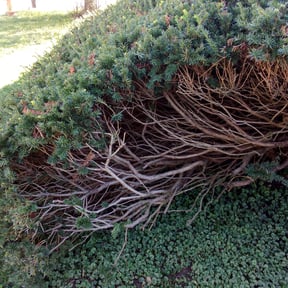 Bush Trimming by ALC Landscaping reviewed on August 18, 2025
