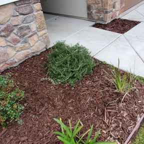 Bush Trimming by Lonestar Lawn Care reviewed on August 18, 2025
