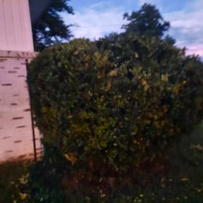 Bush Trimming by Green oak landscape reviewed on August 18, 2025