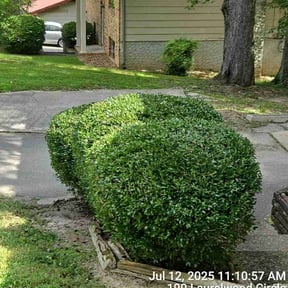 Bush Trimming by E-maculate Lawn  Care LLC reviewed on August 27, 2023