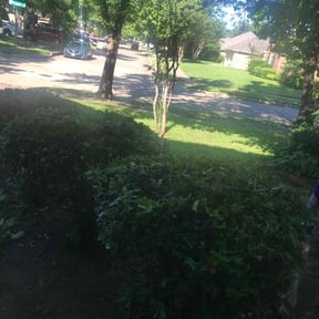 Bush Trimming by Dabbic Lawn Care LLC reviewed on August 13, 2025