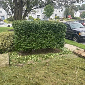 Bush Trimming by Them Joneses reviewed on August 19, 2025