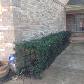 Bush Trimming by LT Landscaping reviewed on October 21, 2024