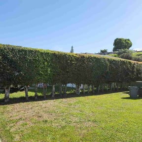 Bush Trimming by Razo landscape reviewed on February 10, 2026