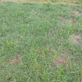 Bush Trimming by Afloridable services LLC reviewed on January 25, 2024