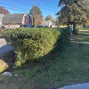 Bush Trimming by CTRL SPC LLC reviewed on November 7, 2025