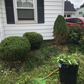 Bush Trimming by Ballard Professional Services reviewed on August 15, 2025