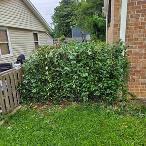 Bush Trimming by B&amp;T Lawn Care reviewed on June 10, 2026