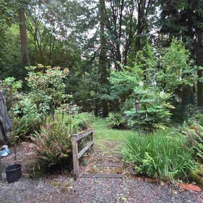 Bush Trimming by Custom lawns &amp; more reviewed on June 26, 2026