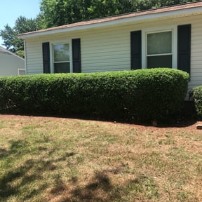 Bush Trimming by Nathan Massey reviewed on July 16, 2023