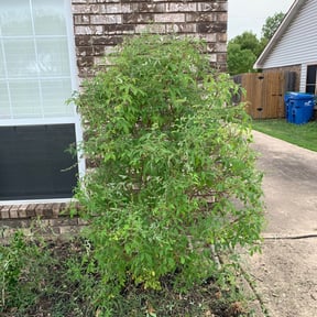 Bush Trimming by Rouse Curb Appeal reviewed on August 19, 2025