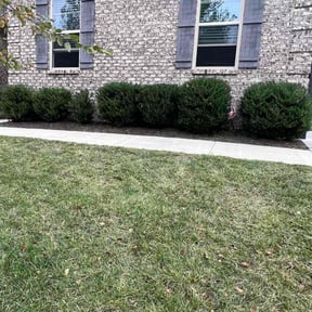 Bush Trimming by Aee handymany services reviewed on November 23, 2025