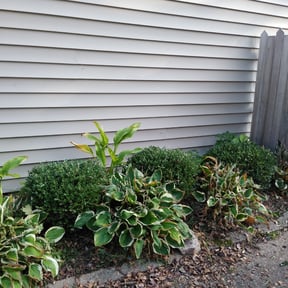 Bush Trimming by Stanley and Sons Lawn Care LLC reviewed on August 19, 2025
