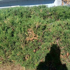 Bush Trimming by Iscape lawn professionals LLC reviewed on August 17, 2025