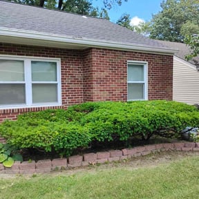 Bush Trimming by Elogantlawn, llc reviewed on October 19, 2025