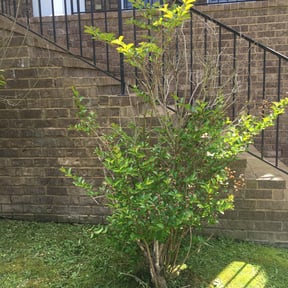Bush Trimming by Bulldog Landscape reviewed on August 13, 2025