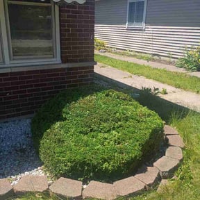 Bush Trimming by Amanecer reviewed on June 4, 2026