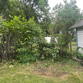 Bush Trimming by K Sisters Lawncare reviewed on June 25, 2026