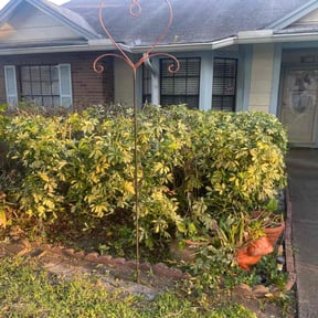 Bush Trimming by J. Miller reviewed on August 15, 2025