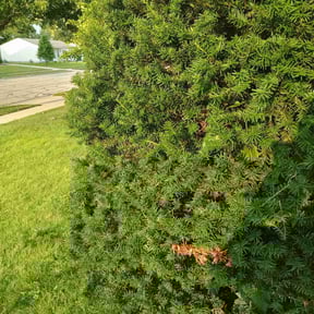 Bush Trimming by Glm landscaping reviewed on August 16, 2025