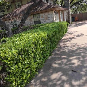 Bush Trimming by Thayer's Property Maintenance reviewed on August 18, 2025