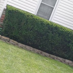 Bush Trimming by Bluebird Home and Landscape reviewed on May 7, 2023