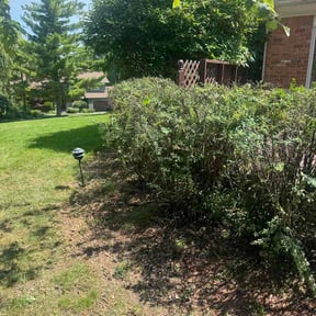 Leaf Removal by Sal Lawn Care reviewed on July 15, 2026