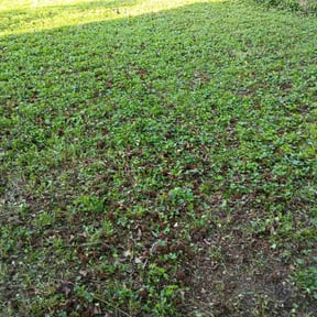 Leaf Removal by Wkwross Lawn Care and 72154 reviewed on July 1, 2026