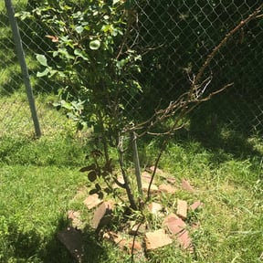 Flower Bed Weeding by Keith Dalke reviewed on August 17, 2025