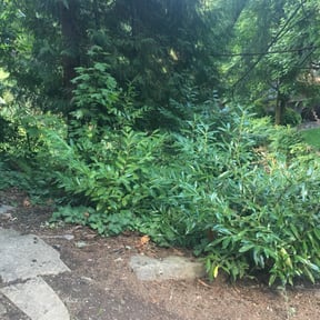 Bush Trimming by Grasman LLC reviewed on April 4, 2023