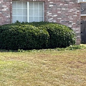 Bush Trimming by Inland Empire Yard Care and Junk Removal reviewed on December 15, 2025